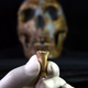 The lone eagle toe bone with cut marks.